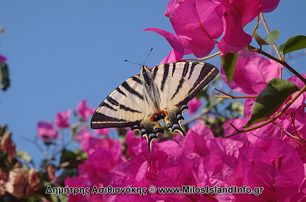 Μήλος Διακοπές